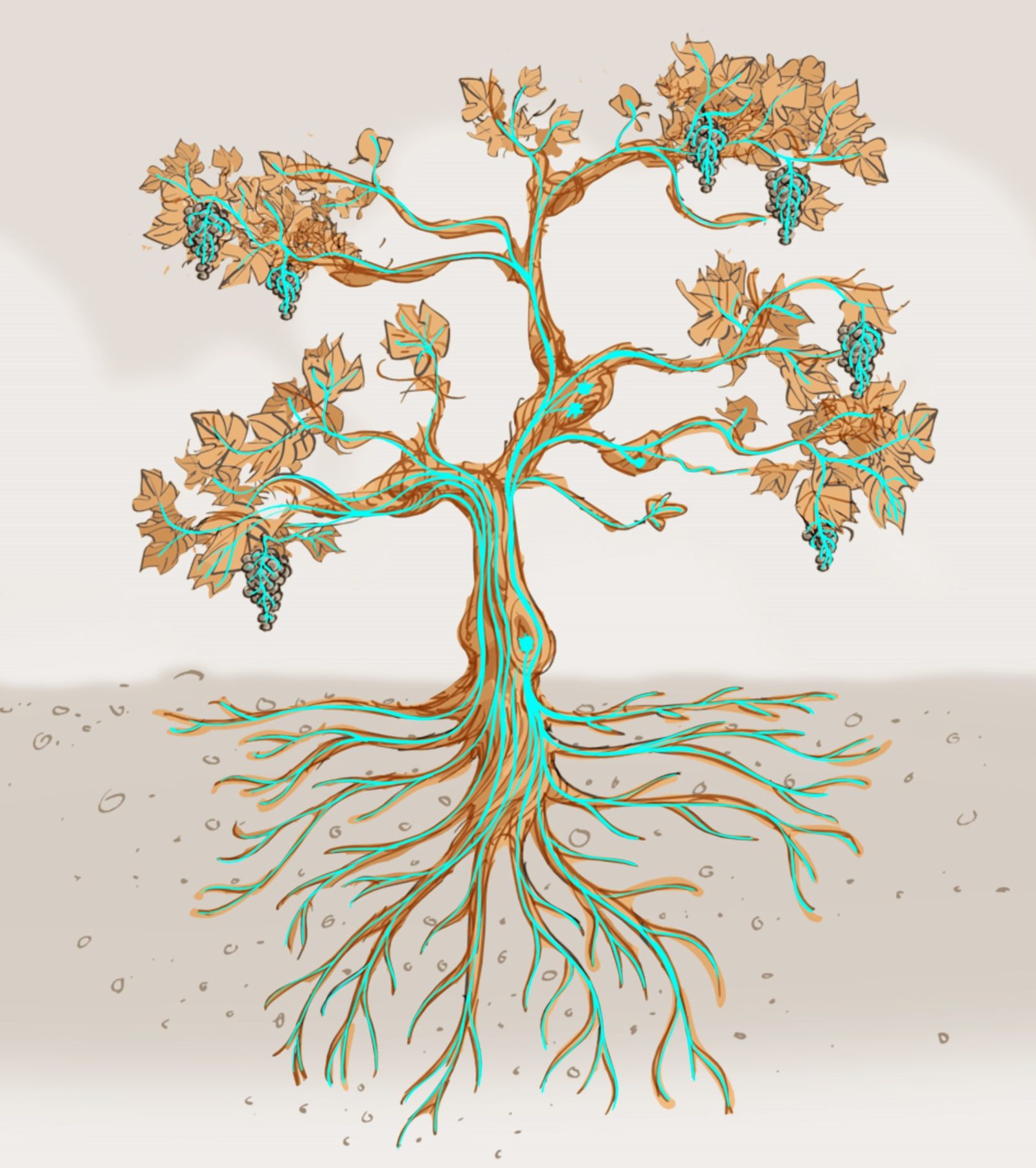 Illustration du système racinaire et de la structure d'un cep de vigne